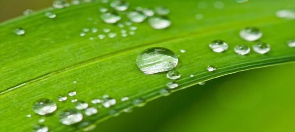 Dew Drops