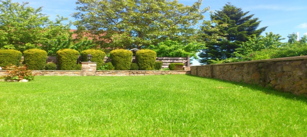 The Grass