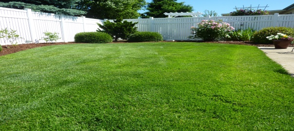 Lush Green Grass